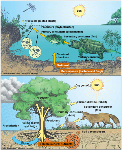 Detail Contoh Komponen Ekosistem Nomer 13