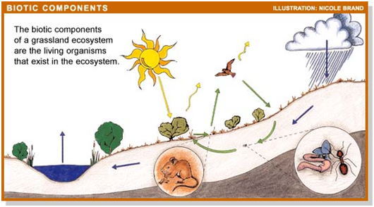 Detail Contoh Komponen Ekosistem Nomer 15