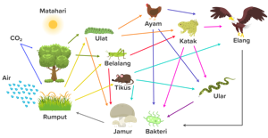 Detail Contoh Komponen Ekosistem Nomer 25