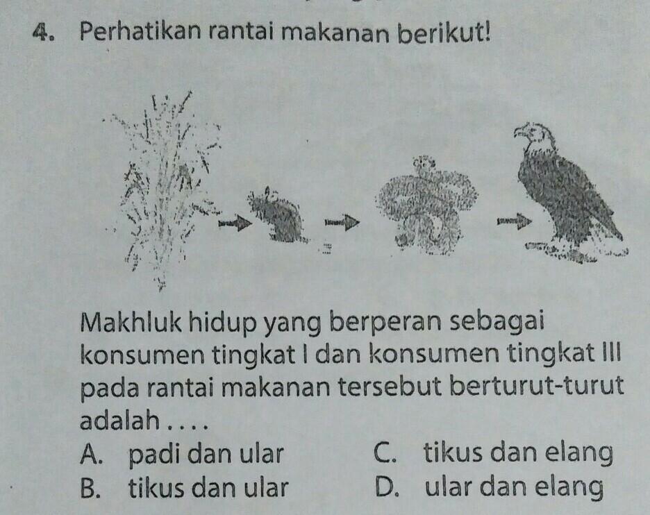 Detail Contoh Konsumen Tingkat 2 Pada Rantai Makanan Nomer 31