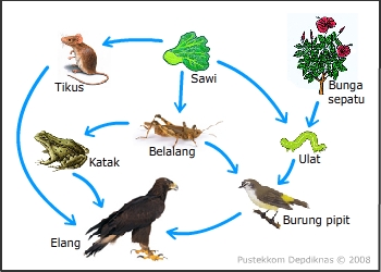 Detail Contoh Konsumen Tingkat 2 Pada Rantai Makanan Nomer 33