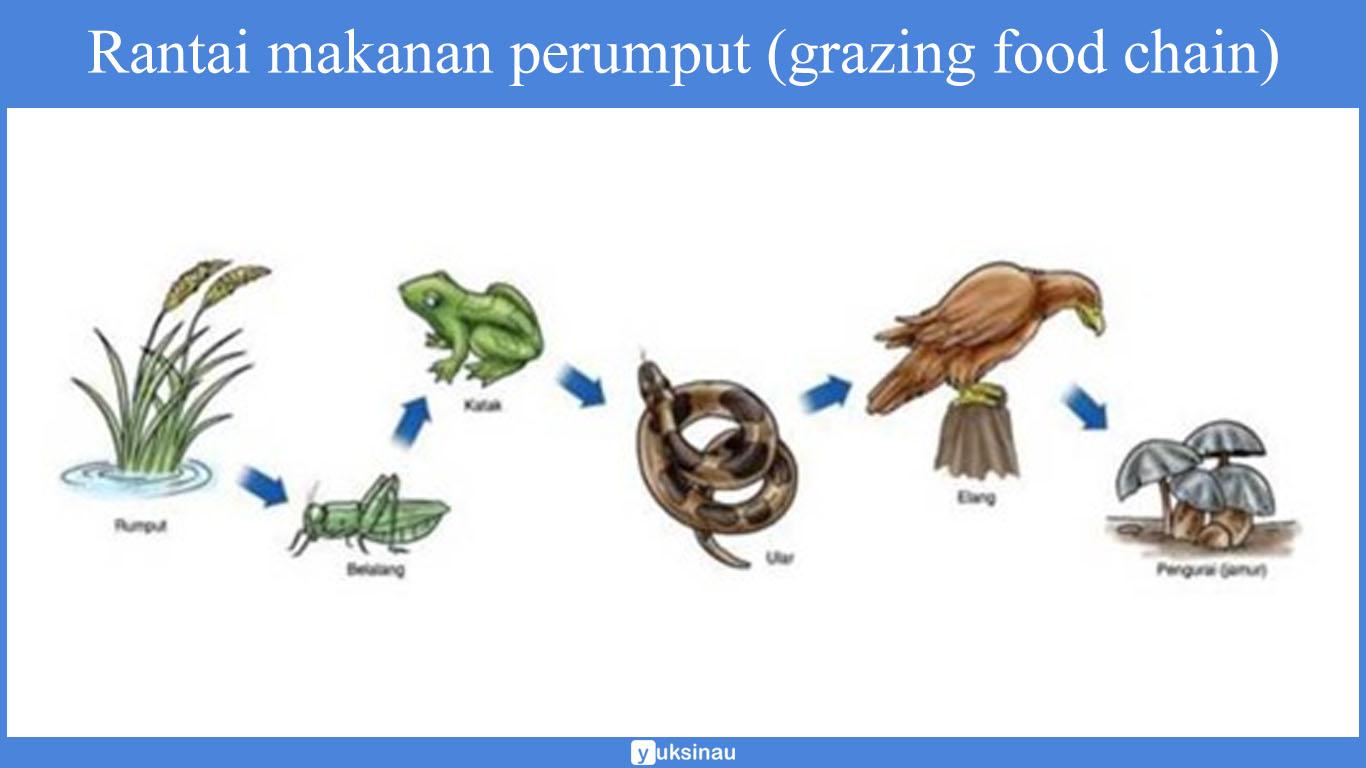 Detail Contoh Konsumen Tingkat 2 Pada Rantai Makanan Nomer 44