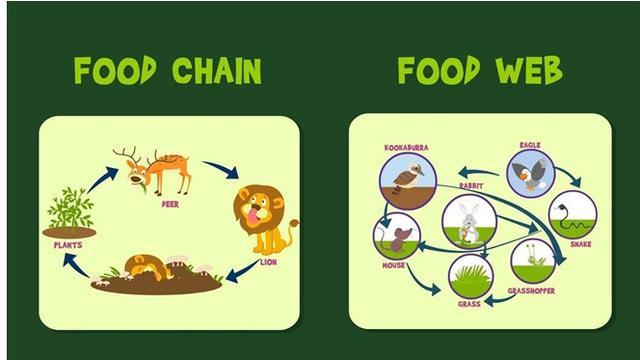 Detail Contoh Konsumen Tingkat 2 Pada Rantai Makanan Nomer 47