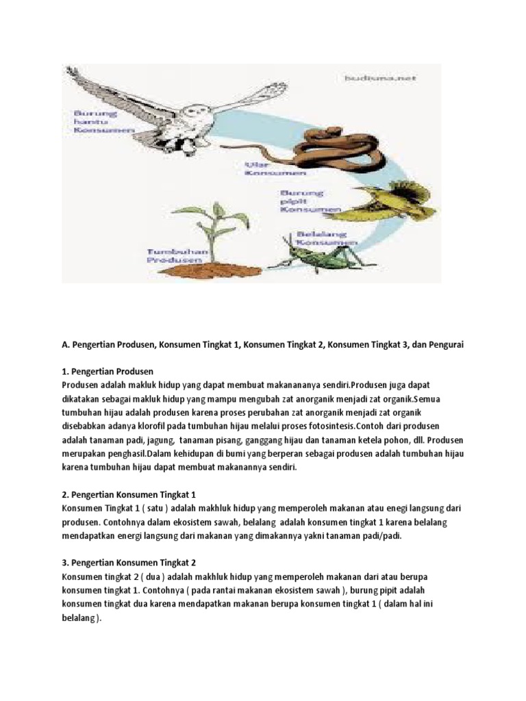 Detail Contoh Konsumen Tingkat 2 Pada Rantai Makanan Nomer 52