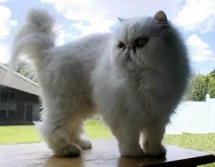 Detail Contoh Kucing Persia Nomer 36