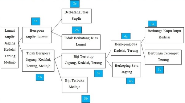 Detail Contoh Kunci Determinasi Hewan Nomer 32