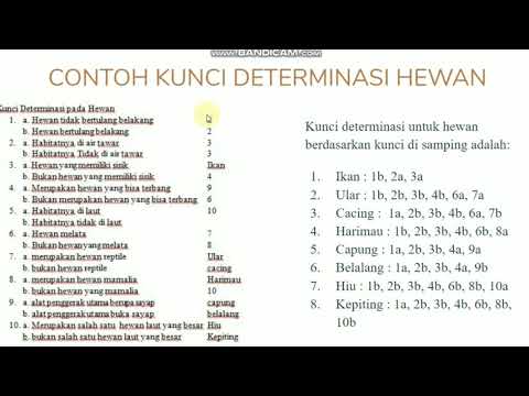 Detail Contoh Kunci Determinasi Hewan Nomer 49