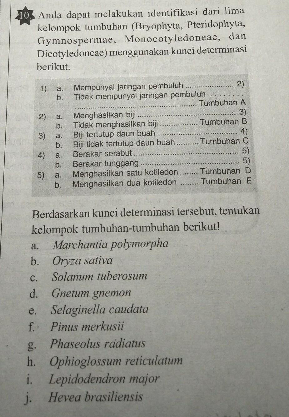 Detail Contoh Kunci Determinasi Sederhana Nomer 45