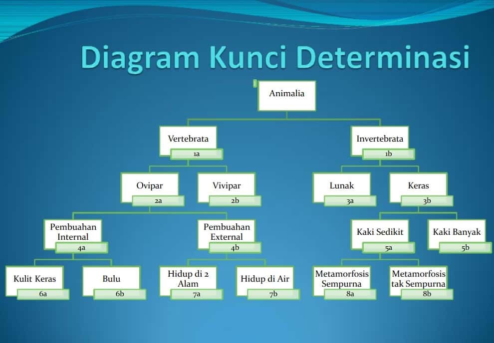 Detail Contoh Kunci Determinasi Tumbuhan Nomer 2