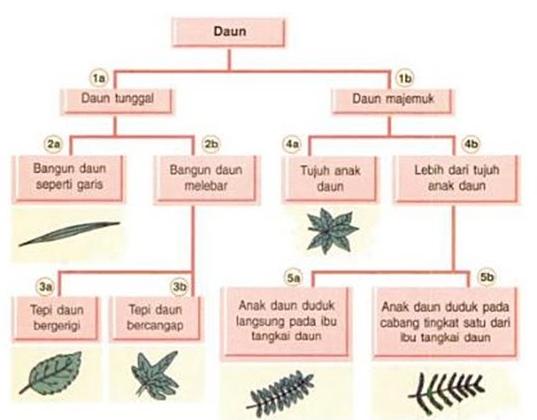 Detail Contoh Kunci Determinasi Tumbuhan Nomer 11