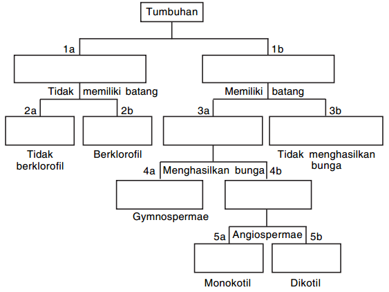 Detail Contoh Kunci Determinasi Tumbuhan Nomer 8