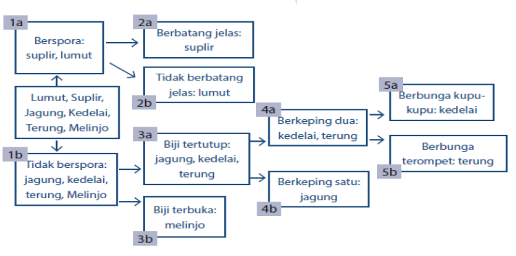 Detail Contoh Kunci Dikotom Tumbuhan Nomer 13