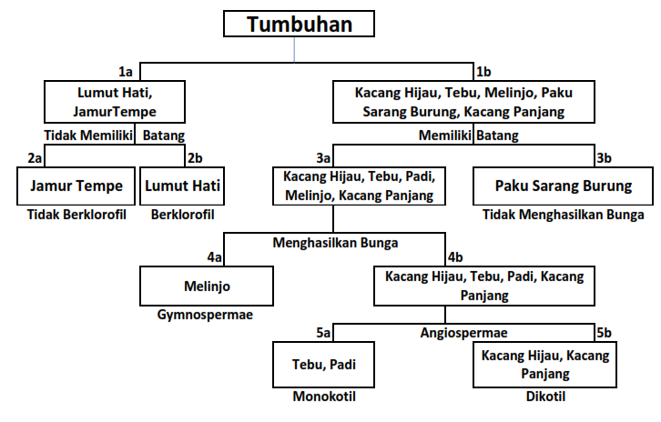 Detail Contoh Kunci Dikotom Tumbuhan Nomer 19