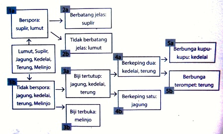 Detail Contoh Kunci Dikotom Tumbuhan Nomer 20