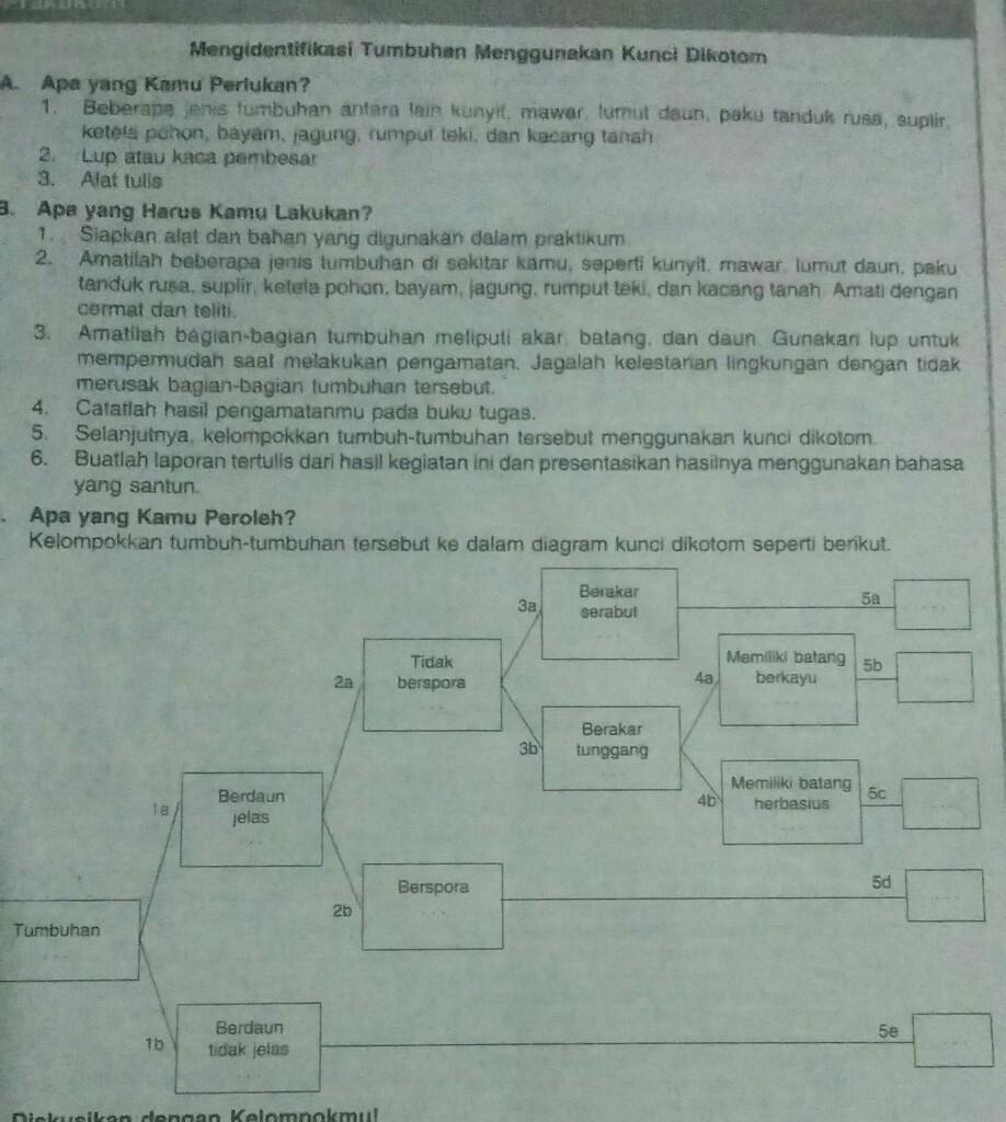 Detail Contoh Kunci Dikotom Tumbuhan Nomer 27