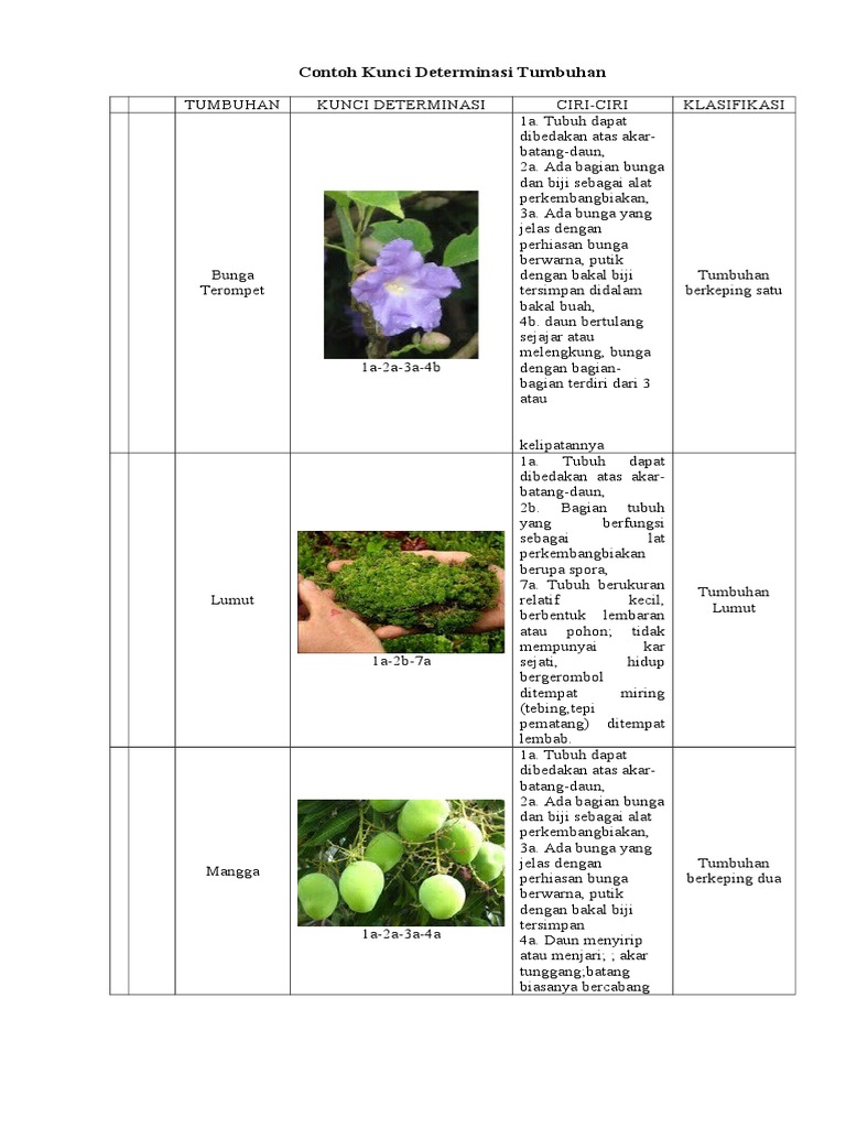 Detail Contoh Kunci Dikotom Tumbuhan Nomer 30