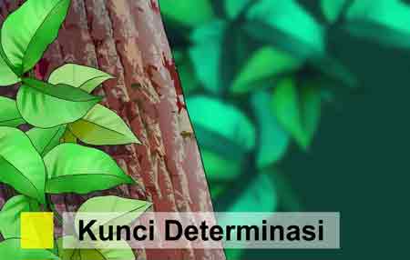 Detail Contoh Kunci Dikotom Tumbuhan Nomer 49