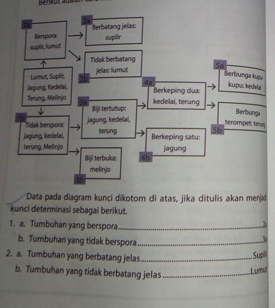 Detail Contoh Kunci Dikotom Tumbuhan Nomer 7