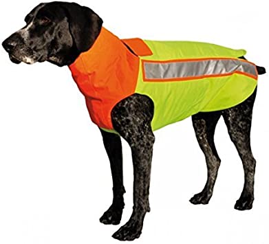 Detail Jagdhunde Bilder Nomer 5