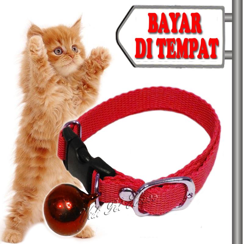 Detail Gambar Kalung Kucing Nomer 26