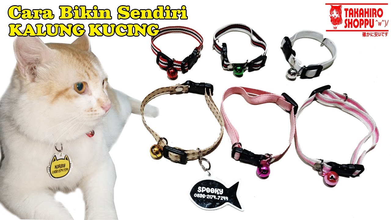 Detail Gambar Kalung Kucing Nomer 10