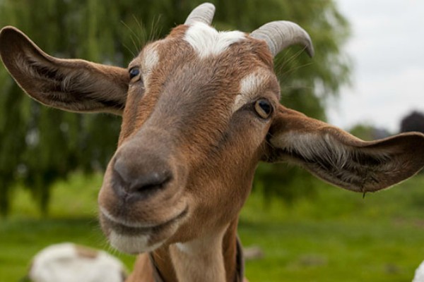 Detail Gambar Kambing Dan Sapi Nomer 10