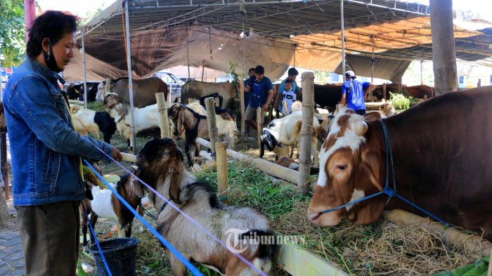 Detail Gambar Kambing Dan Sapi Nomer 16