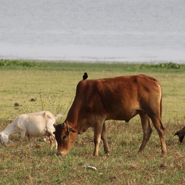 Detail Gambar Kambing Dan Sapi Nomer 22