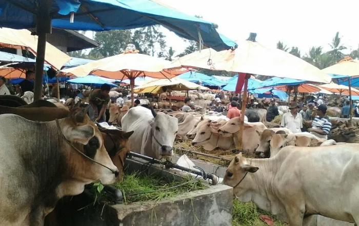 Detail Gambar Kambing Dan Sapi Nomer 28