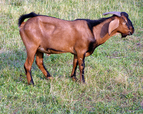 Detail Gambar Kambing Dan Sapi Nomer 29