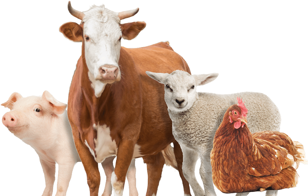 Download Gambar Kambing Dan Sapi Nomer 30