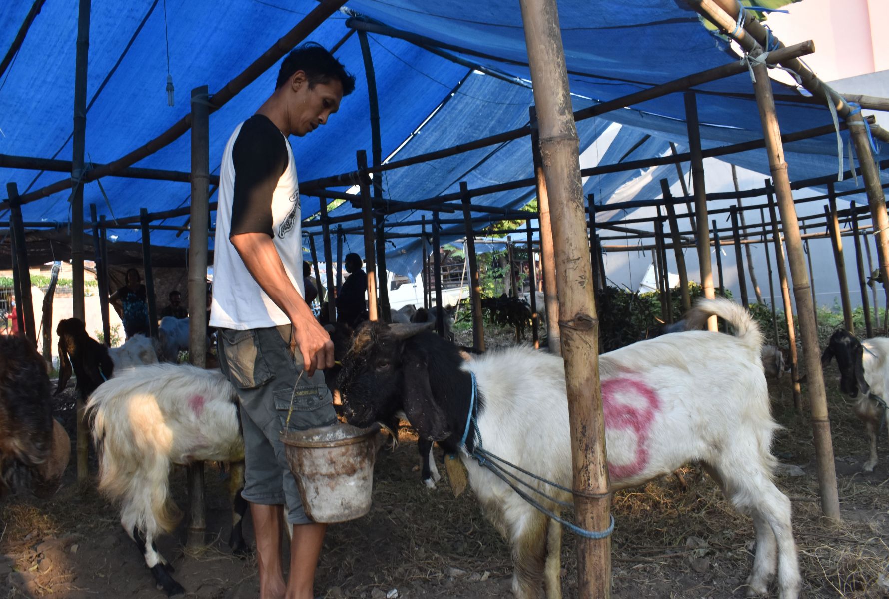 Detail Gambar Kambing Dan Sapi Nomer 31