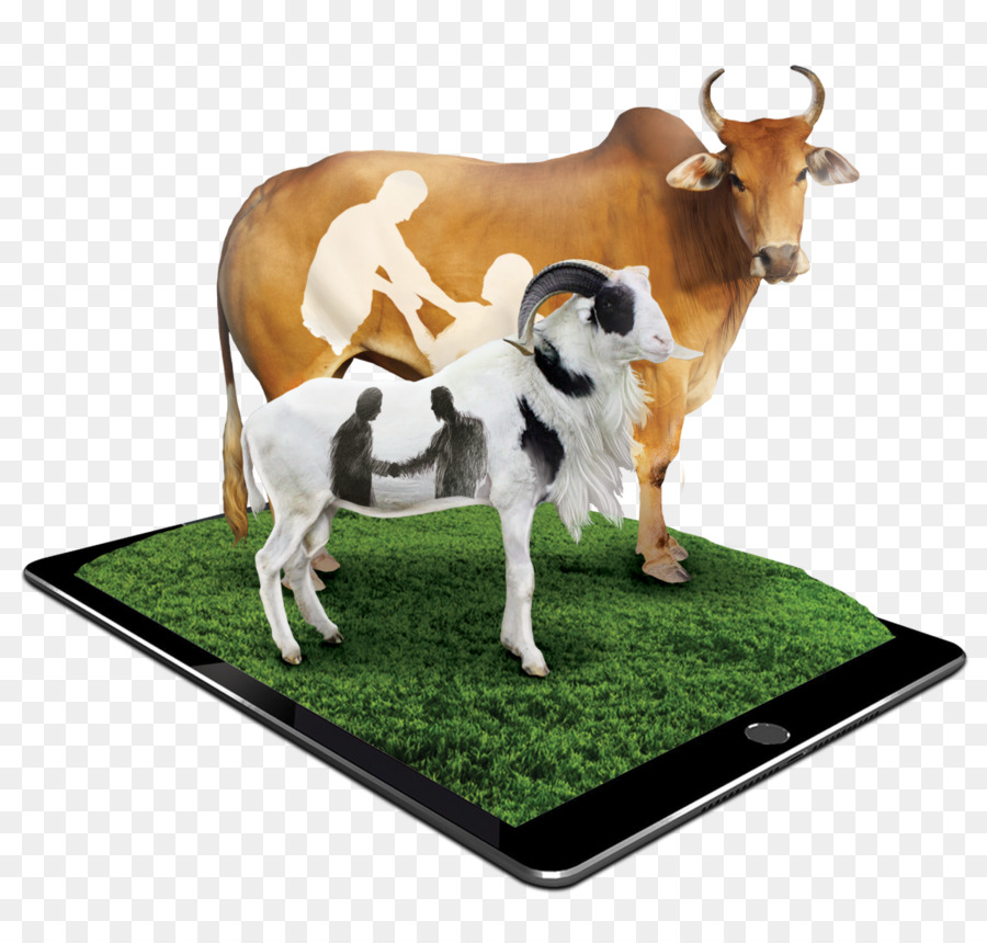 Detail Gambar Kambing Dan Sapi Nomer 38