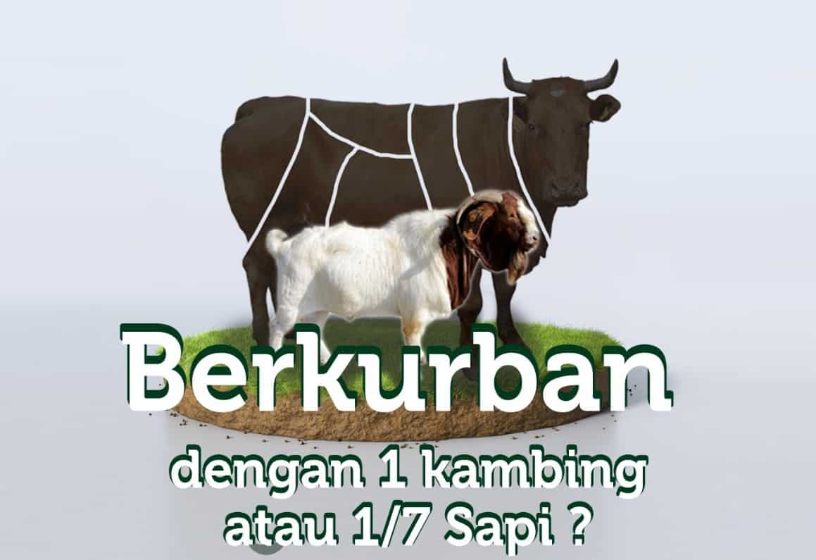 Detail Gambar Kambing Dan Sapi Nomer 5