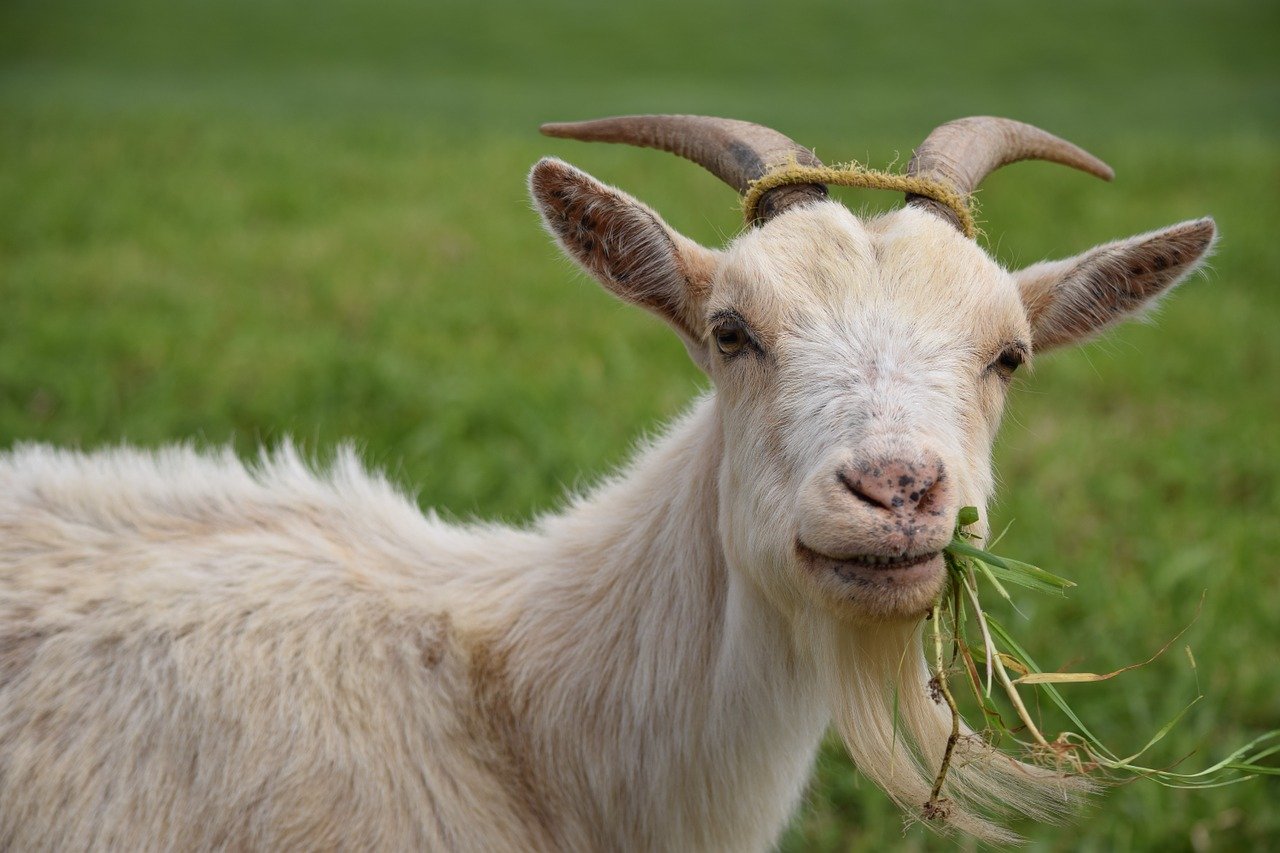 Detail Gambar Kambing Dan Sapi Nomer 39