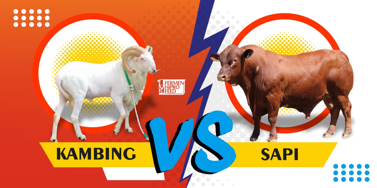 Detail Gambar Kambing Dan Sapi Nomer 47