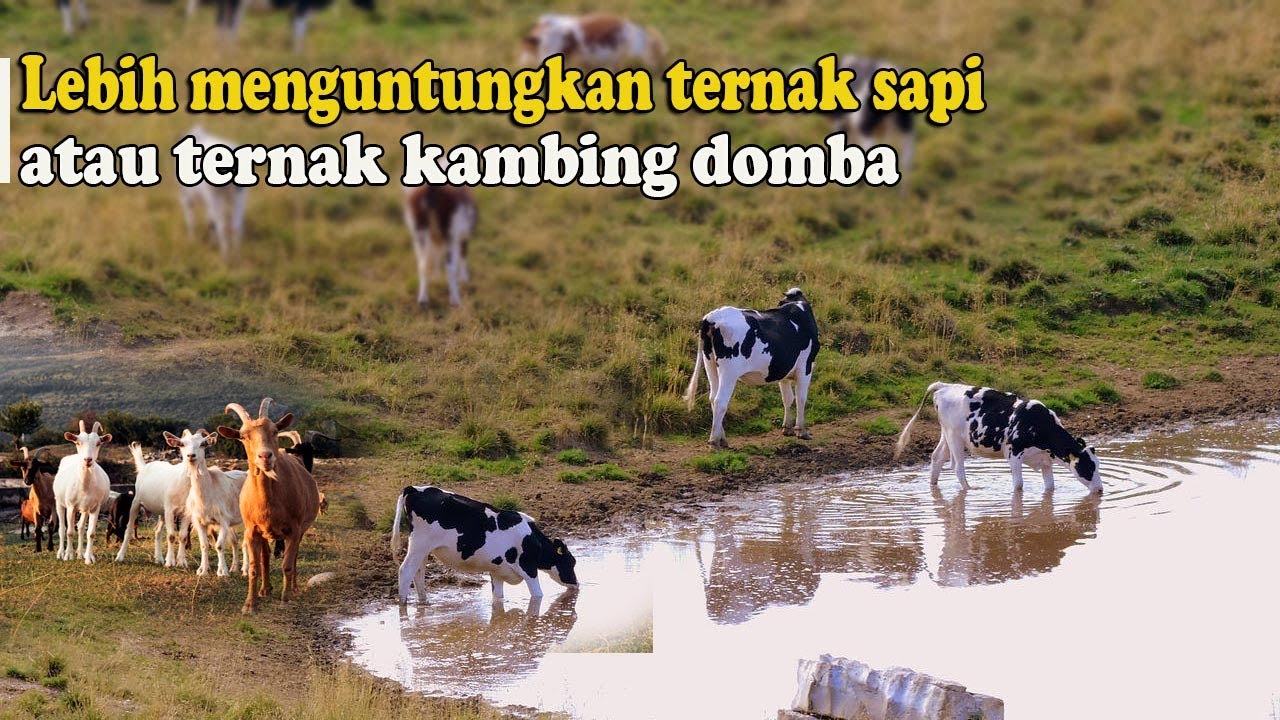 Detail Gambar Kambing Dan Sapi Nomer 50