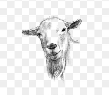 Detail Gambar Kambing Dan Sapi Clip Art Nomer 22