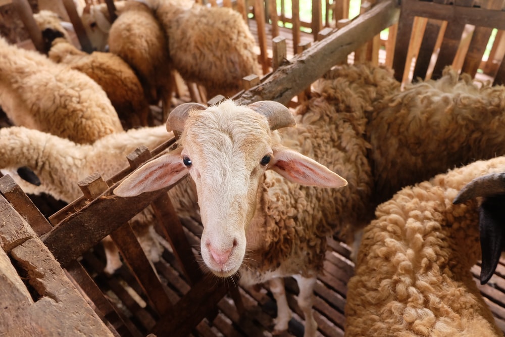 Detail Gambar Kambing Domba Nomer 33