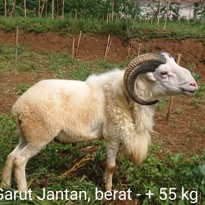 Detail Gambar Kambing Domba Nomer 5