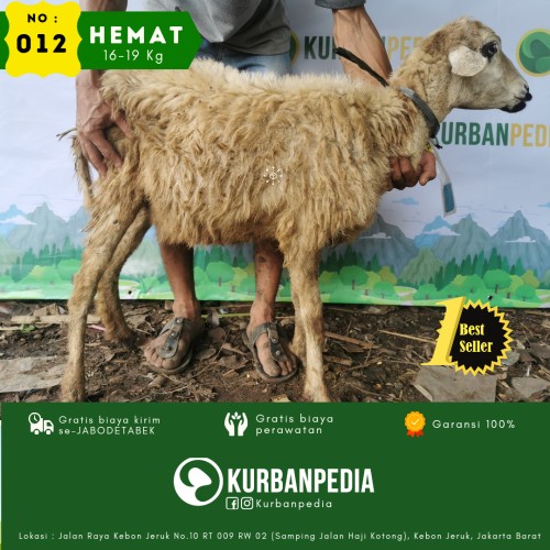 Detail Gambar Kambing Domba Nomer 51