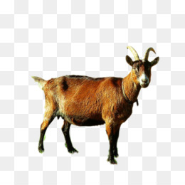 Detail Gambar Kambing Format Png Warna Nomer 21