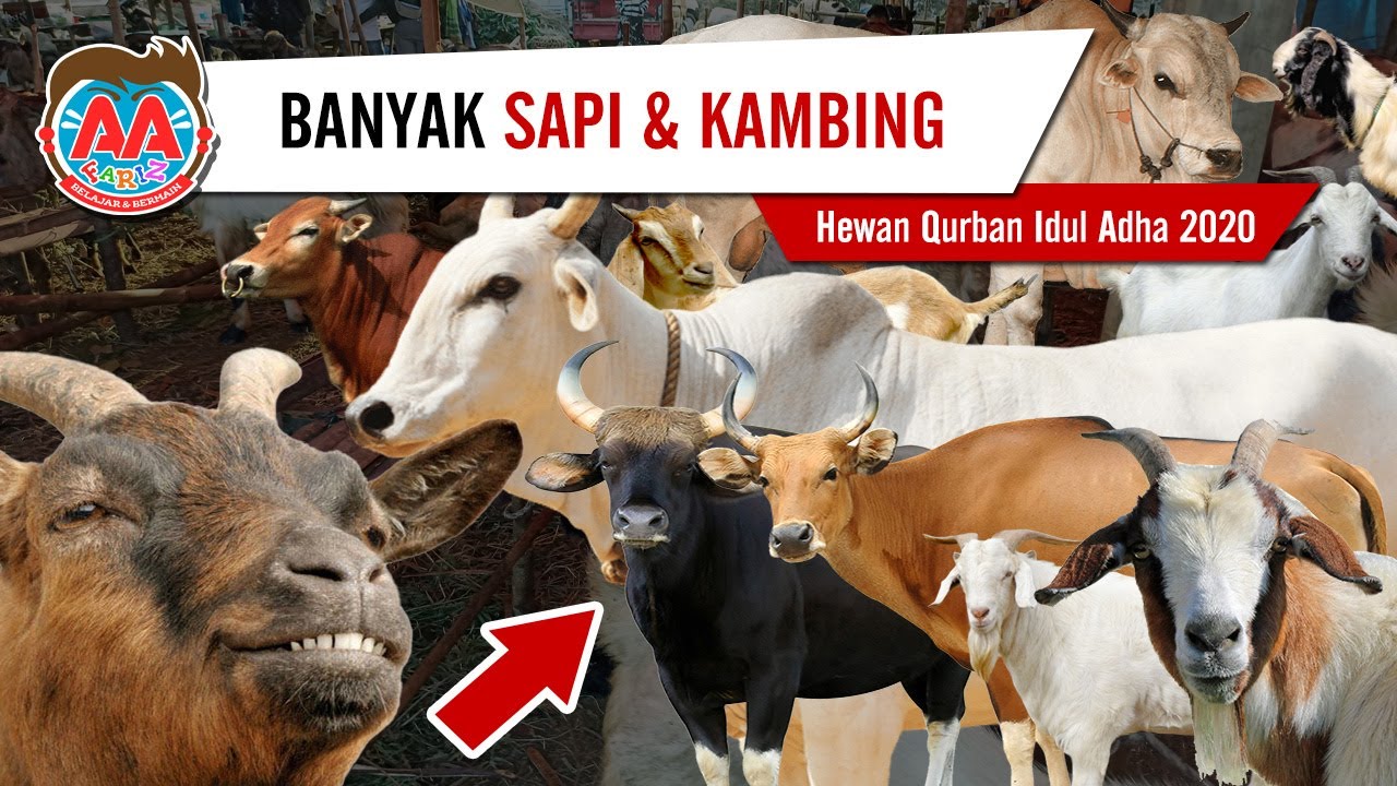 Detail Gambar Kambing Gambar Sapi Nomer 29