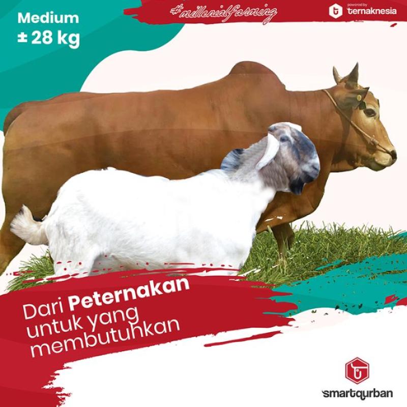 Detail Gambar Kambing Gambar Sapi Nomer 32