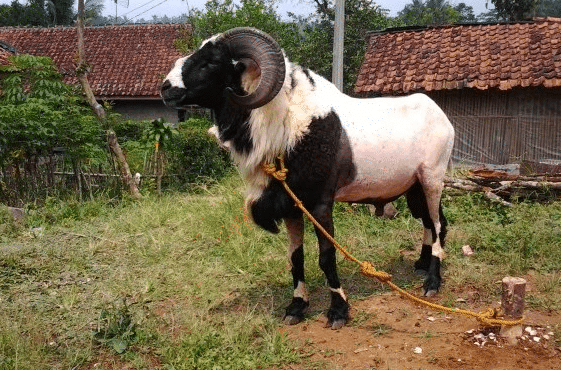 Detail Gambar Kambing Garut Nomer 21