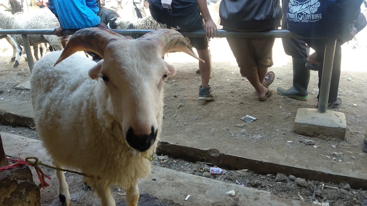 Detail Gambar Kambing Garut Nomer 42