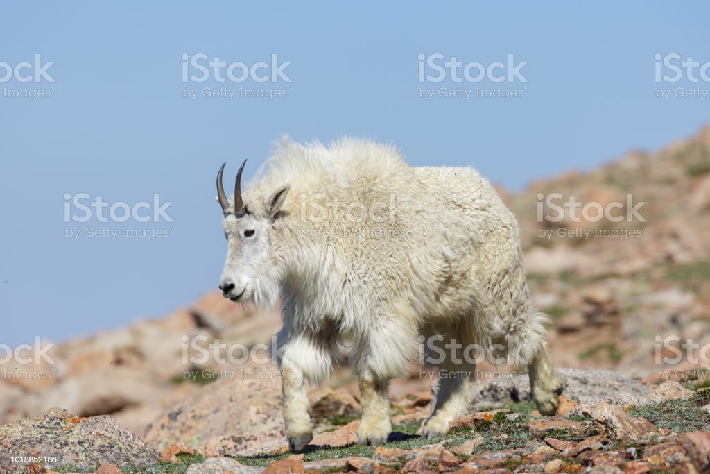 Detail Gambar Kambing Gunung Nomer 21