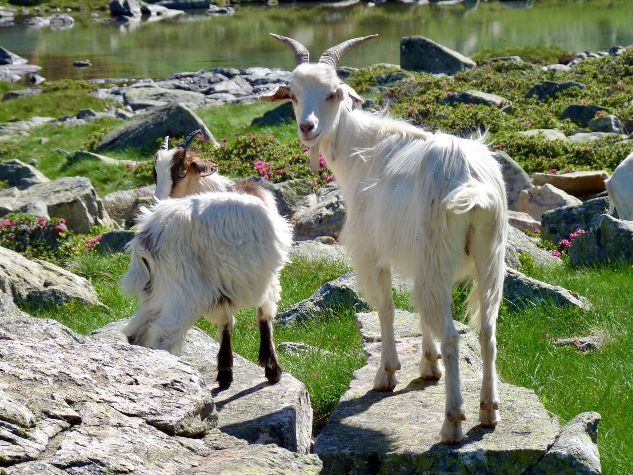 Detail Gambar Kambing Gunung Nomer 51