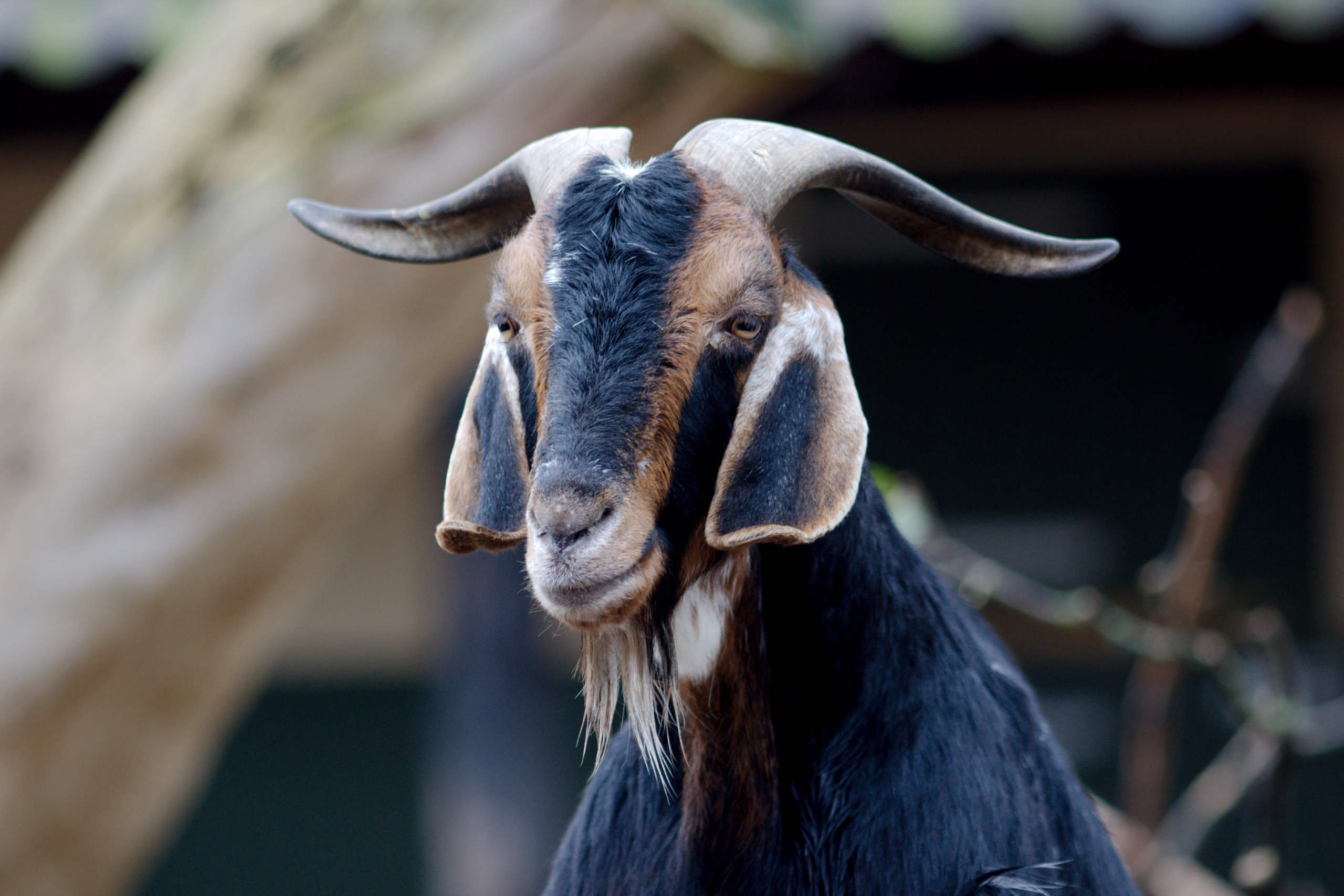 Gambar Kambing Hd Wallpaper - KibrisPDR