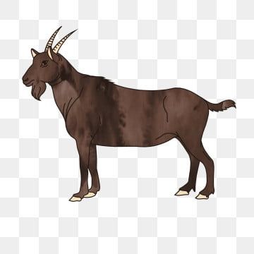 Detail Gambar Kambing Idul Adha Nomer 2